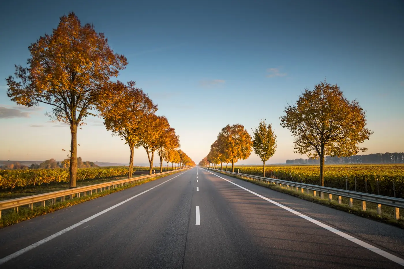 An empty tree-lined road at golden hour stretching toward the horizon
